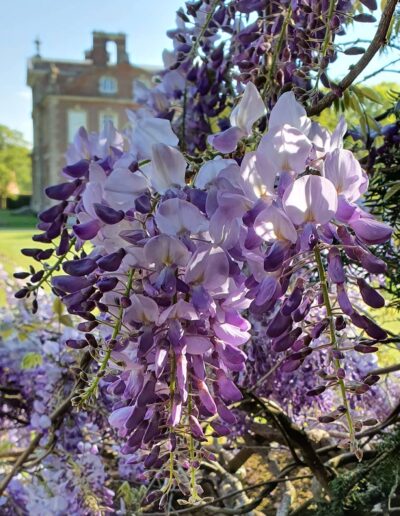 Wisteria drooping racemes